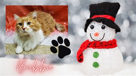 quadcities craigslist|quad cities pets .